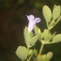 Ruellia patula Jacq.